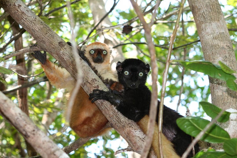 Blue eyed black lemurs- female and male