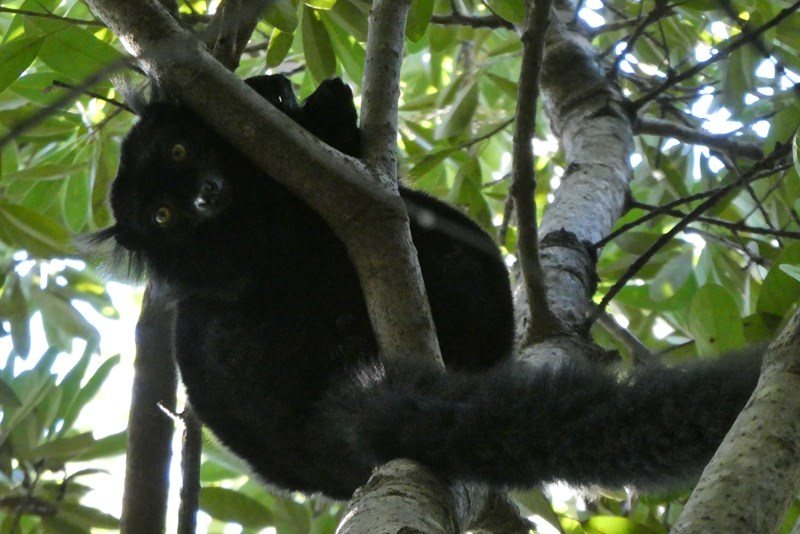 Madagascar July 2017 Lemur